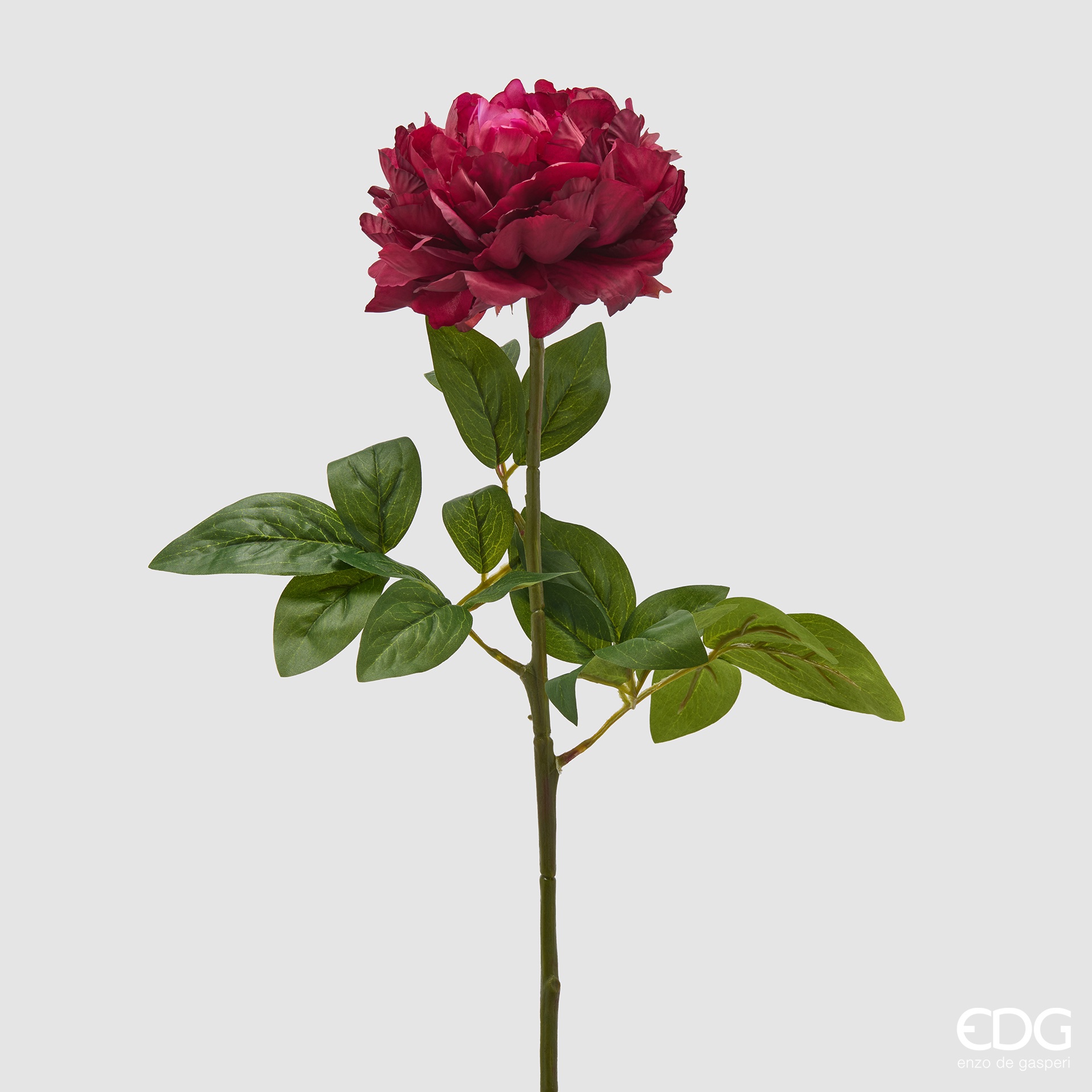 Peonia real ramo H72 violet Enzo De Gasperi